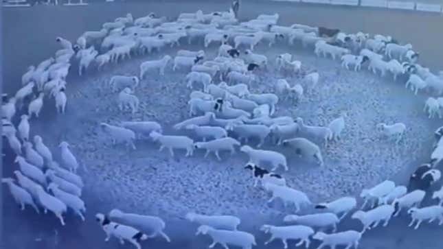 Estas ovejas llevan 10 días caminando en círculo