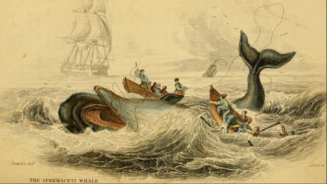 Image for article titled How realistic are the vengeful whales of “Moby-Dick” and “In the Heart of the Sea,” really?