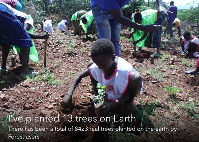 The cultivation of focus is growing trees.