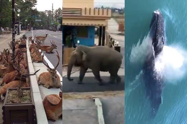 Screengrabs of videos from other countries or from another period in India were circulated as wildlife sightings during the Covid-19 lockdown.
