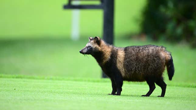 A raccoon dog.