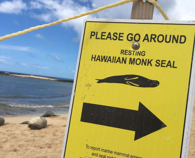 With so few left in the wild, monk seal resting places on Hawaii are protected by signs on public beaches.