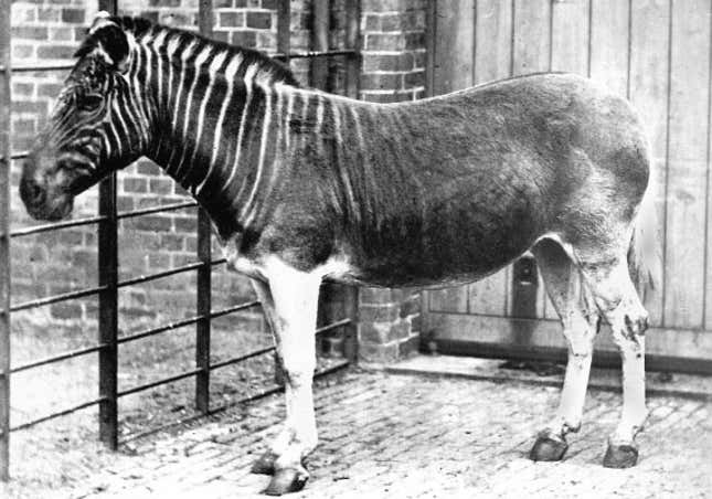 The only quagga imaged alive, a female at the London Zoo.