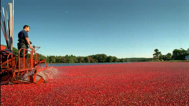 Cranberry picker Craig Weston operates a water reel in Slugg Bog on the R.A.S.P. Cranberry farm in Carver, Mass., at daybreak on Thursday, Sept. 28, 1995. The water reel slaps the floating cranberries off the vines, and then they are gathered with booms and pumped from the water. These cranberries will be used for juices and sauces. (AP Photo/C.J. Gunther