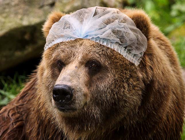 Image for article titled New National Park Service Sanitation Regulations Require Hair Nets For Bears