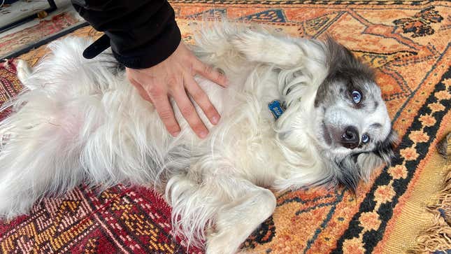 Image for article titled Dog Can Immediately Tell Exactly How Man’s Previous Dog Liked To Be Touched