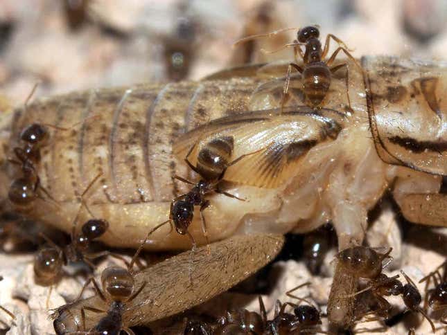 Imagen para el artículo titulado Un hongo infeccioso causa estragos en las hormigas locas, y los científicos están encantados
