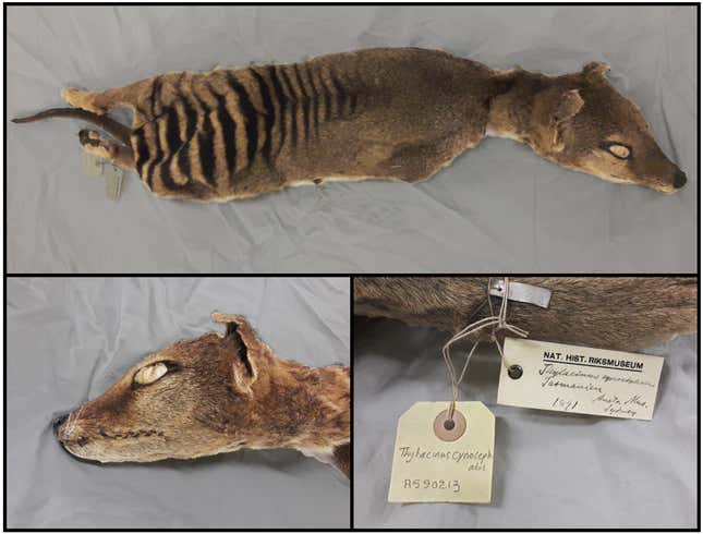 The thylacine specimen from the Stockholm Natural History Museum.