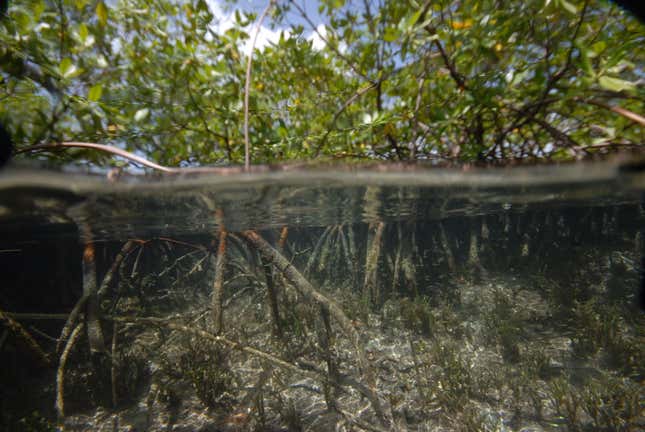 Giant Bacteria Visible To The Naked Eye Discovered In Mangrove Swamp