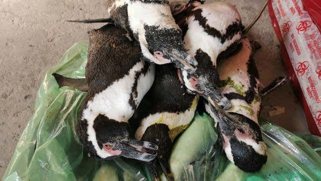 Dead African penguins being prepared for post-mortems. 