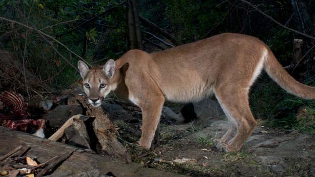 Robert Martinez films the mountain lions that live near his home in Los ...