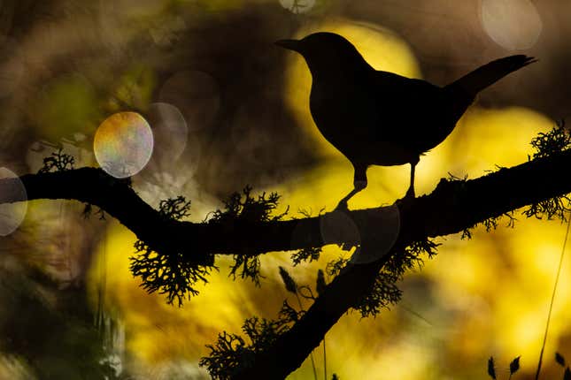 A Eurasian blackbird on a mossy branch, all silhouetted.