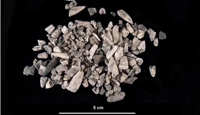 A pile of burned tooth fragments from Salorno.