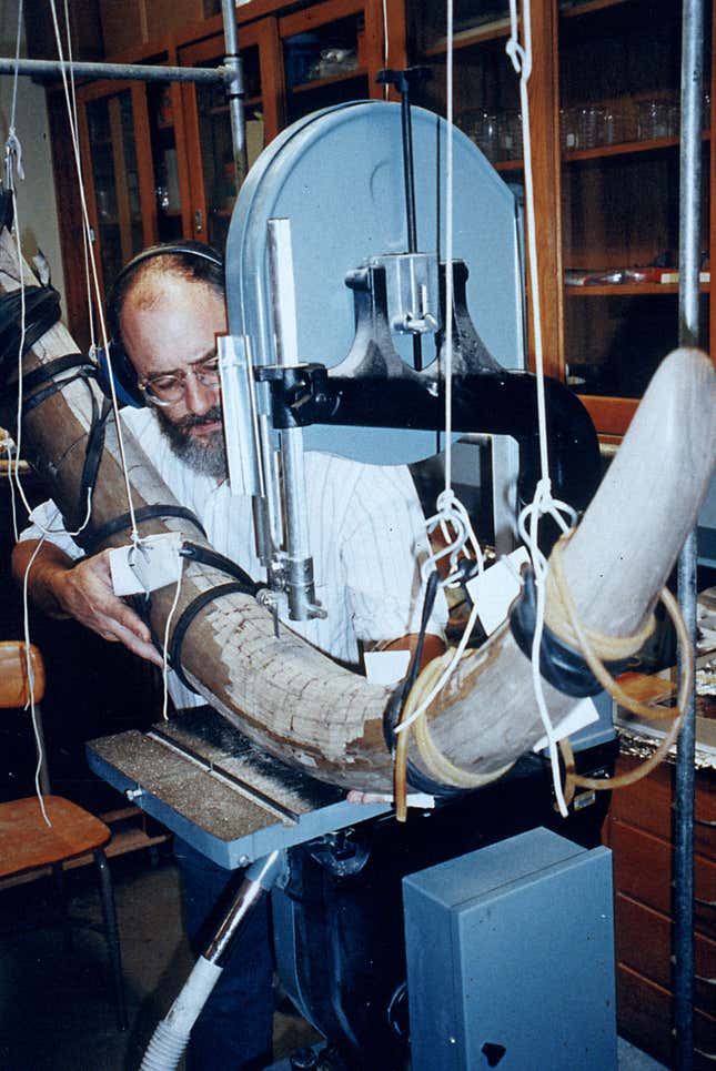 A researcher handles the mastodon tusk in a lab.