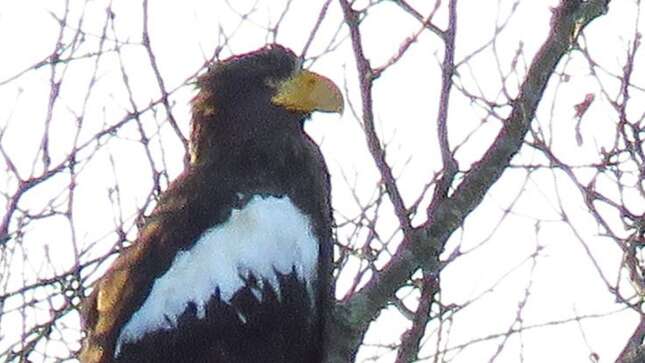 Encuentran un extraño ejemplar de águila a casi 8.000 kilómetros de su “casa”