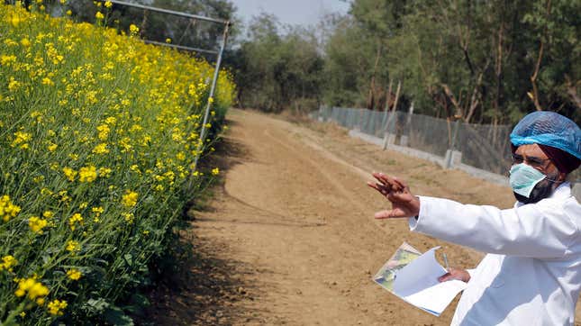 An Indian scientist points to a patch of genetically modified (GM) rapeseed crop under trial in New Delhi.