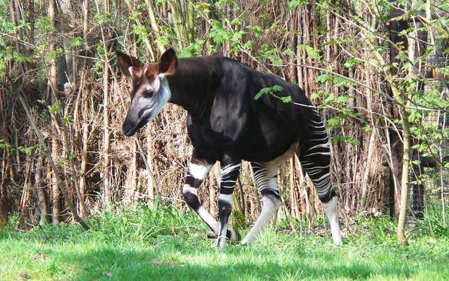 An okapi.