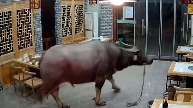 Imagen para el artículo titulado Si lo cuentas no te creen: un búfalo irrumpe en un restaurante y se lleva por delante al dueño