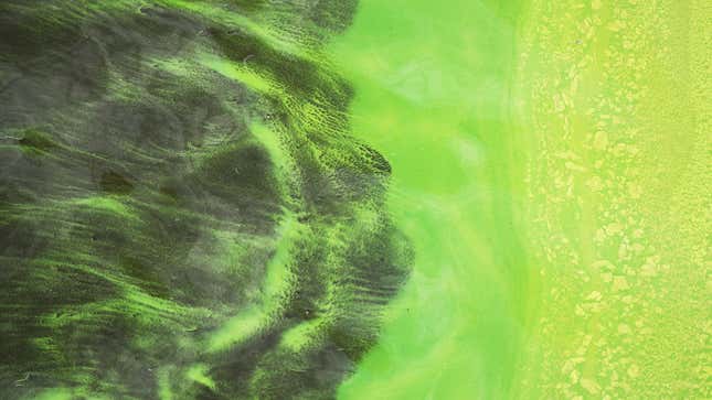An aerial shot of green algae blooms are seen at the Port Mayaca Lock and Dam on Lake Okeechobee in 2018.
