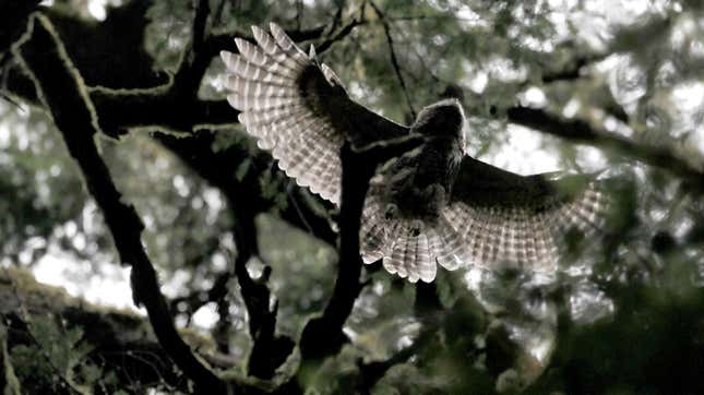 A barred owl fledgling soars through the trees at Muir Woods in Mill Valley, California.