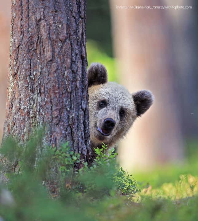 A brown bear peeks out from behind a tree.
