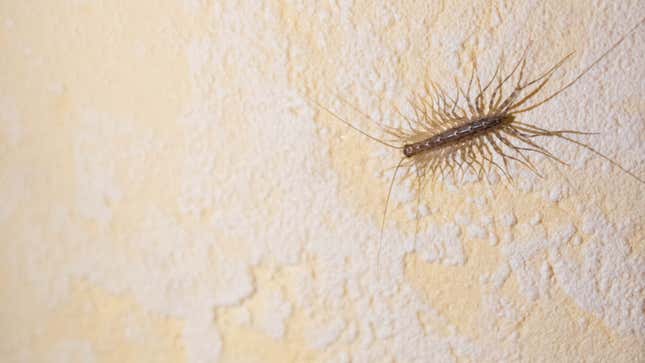 Image for article titled The 5 Worst Bugs to Find in Your House (and 5 That Aren’t So Bad)