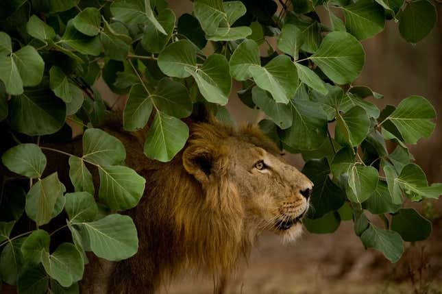 For now, Gir is the last refuge of the Asian lion population. A second home is essential.
