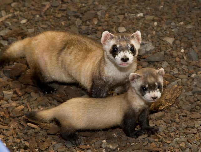 An adult and a juvenile black-footed ferret.
