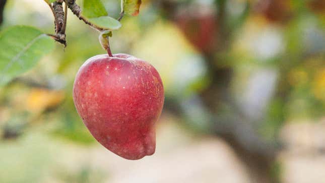 Image for article titled Centuries Of Agricultural Inbreeding Produce Apple With Warped, Protruding Jaw