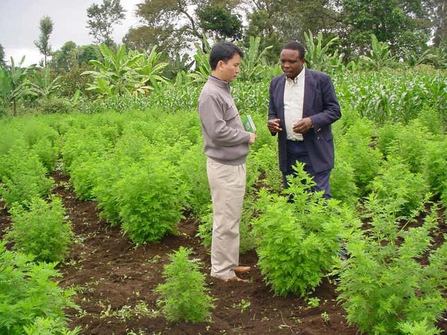 Examining Artemisia Annua plants on a farm in Arusha, Tanzania, on Wednesday, June 8, 2005.