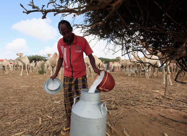 Pouring camel milk in Mogadishu, Somalia.
