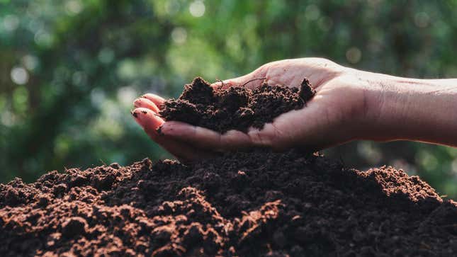 Image for article titled The Difference Between Soil and Dirt