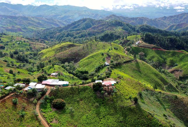 Aerial view showing coca fields in the mountains of El Patia municipality, Cauca department, Colombia.