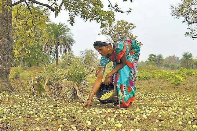 Minor forest products like Mahuwa are being sold at a much lesser price this year.