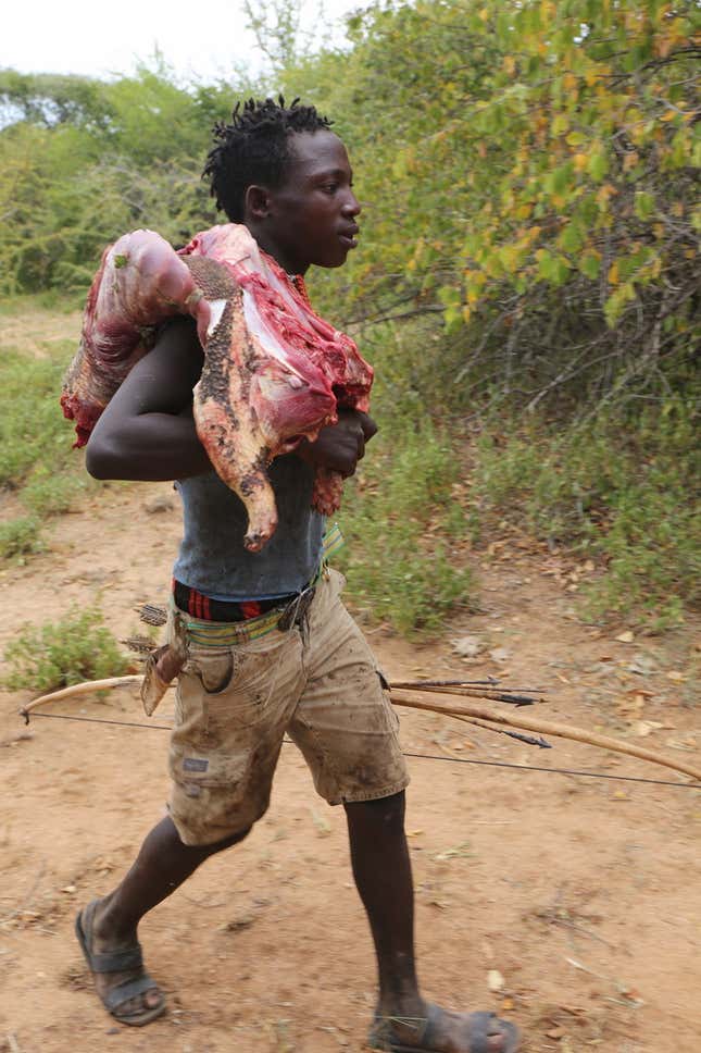 Hadza hunter walking back to camp with a dispatched porcupine flung over his shoulder.