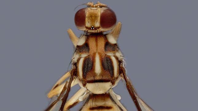 A Tau fruit fly photo from the California Department of Food and Agriculture.