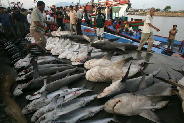 Sharks on display at an Indonesian fish market.