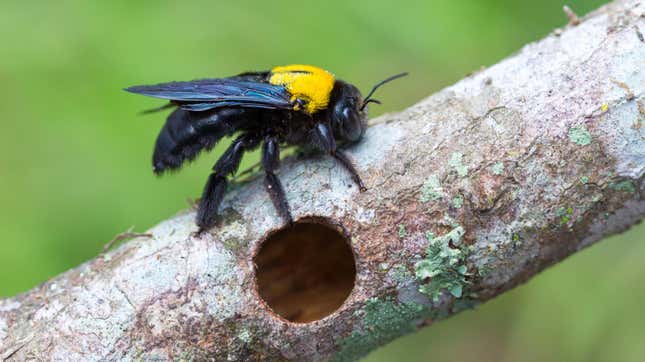 Image for article titled How to Get Carpenter Bees Out of Your Yard Without Killing Them