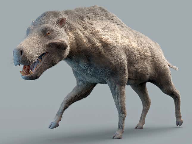 Daeodon shoshonensis, i.e. Porky Pig: the Liver King years