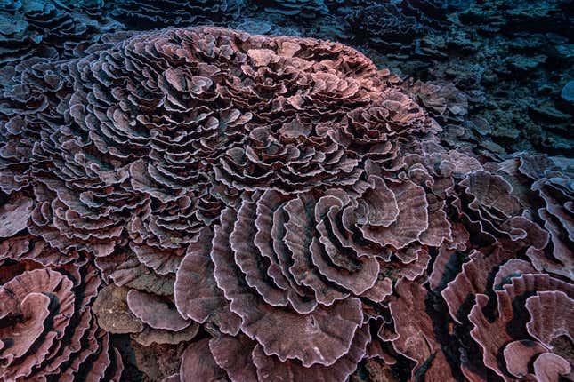 Image for article titled Tahiti’s Newly Discovered Coral Reef Is an Absolute Masterpiece
