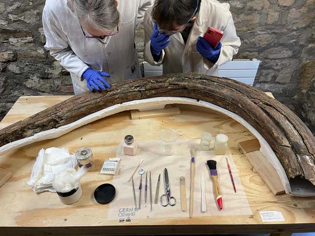 Imagen para el artículo titulado Encuentran un cementerio de mamuts dentro de una cantera de piedra en Reino Unido