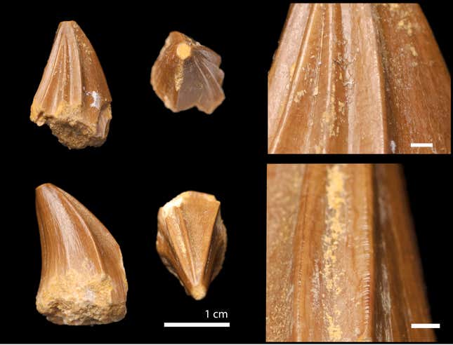 Images of mosasaur teeth