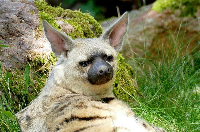 An aardwolf