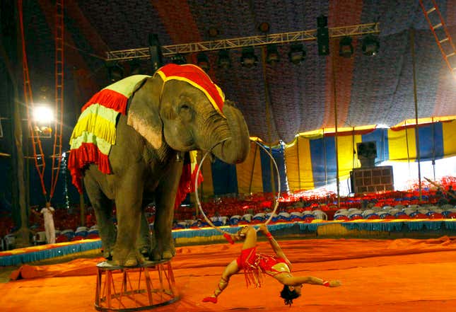 India Circus