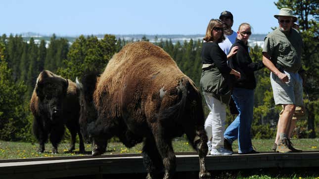 Ein Foto Von Bison- Und Yellowstone-Besuchern.  Der National Parks Service Rät Besuchern, Sich 25 Jahre (23 Meter) Von Wilden Bisons Fernzuhalten.