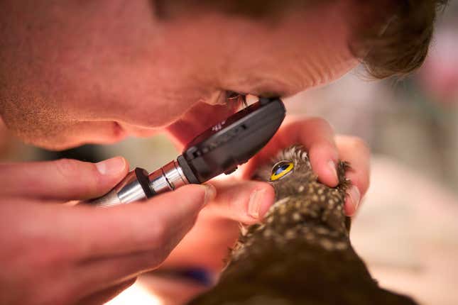 The eye of a southern Boobook owl named 'Rocket' is inspected by a doctor.
