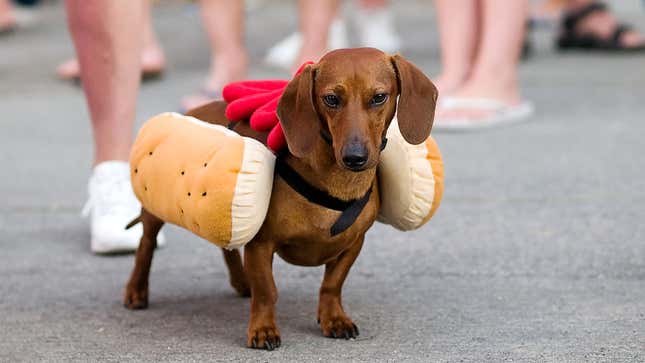 Image for article titled Just Once, Dachshund Would Love To Dress Up As Something Other Than Hot Dog