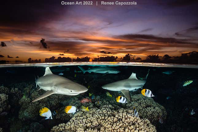 Image for article titled The Most Dazzling Ocean Photos of the Year