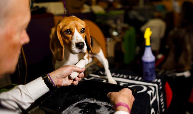 Image for article titled King’s realm: Behind the scenes at the Westminster Dog Show