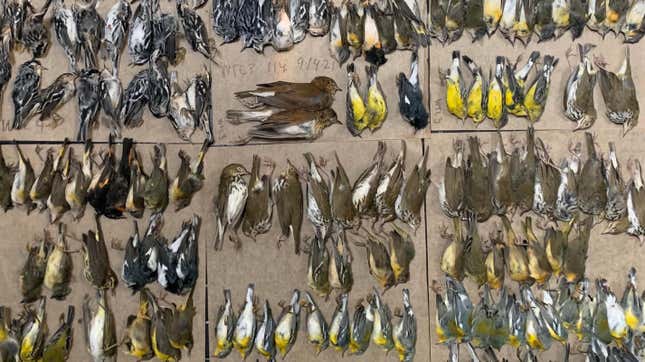 Bird carcasses collected by Melissa Breyer on Tuesday morning.